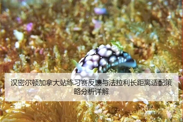 han-mi-er-dun-jia-na-da-zhan-lian-xi-sai-fan-kui-yu-fa-la-li-zhang-ju-li-shi-pei-ce-lve-fen-xi-xiang-jie-2-705.jpg